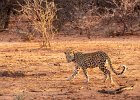 Leopard at Sunset.jpg